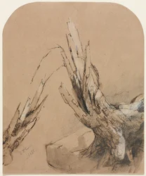 A Blated Tree recto Planta baixa verso, 1851.