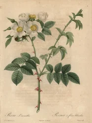 Rosa branca, Rosa leucantha.