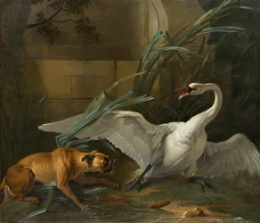 Cisne atacado por um cachorro