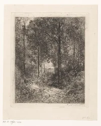 Vista da floresta