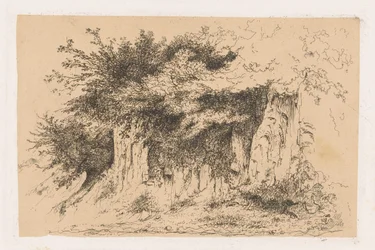 Arbustos sobre um monte de terra