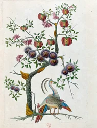 Desenho a partir de um vaso chinês: pássaro e ramo de flores. Pintura de Jean Antoine Fraisse (século XVIII)
