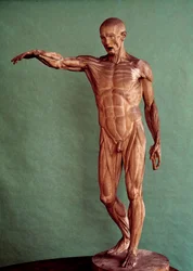 Anatomia humana. Ecorche de Jean Antoine Houdon (1741-1828)