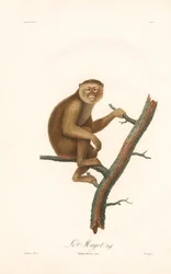 Macaque da Barbária (Simia inuus)