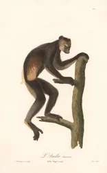 Indri preto (Indri Niger)