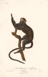 Saguim-preto (Simia Midas)