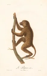 Babuíno da Guiné trepador (Simia Sphinx, Variedade a)