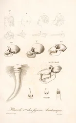 Anatomia Comparada dos Primatas, Primeira Placa