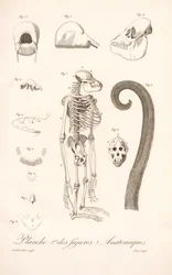 Anatomia Comparada dos Primatas, Segunda Placa