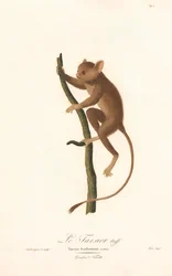 Társio de Daubenton (Tarsius daubentoni)