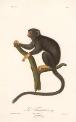 Mico-leão-dourado (Simia Midas)
