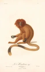 Mico-leão-dourado (Simia Rosalia)