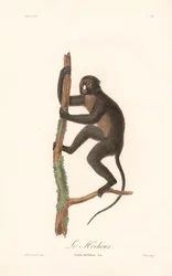 Macaco de nariz grande (Simia nictitans)