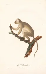 Macaco Verde (Simia Sabaea, Variante A)