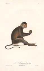 Macaco de Grivet (Simia aethiops)