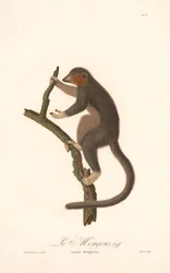 Lémure-monge (Lemur Mongoz)