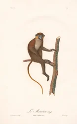 Macaco de bigode (Simia cephus)