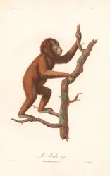 Orangotango (Simia satyrus)