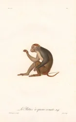 Macaco Patas (Simia Patas)