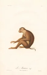Macaque de cauda de porco (Simia nemestrina)