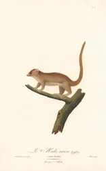 Lémure-rato-pigmeu (Lemur pusillus)