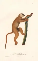 Lémure vermelho (Lemur rufus)