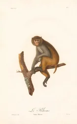Macaque Rhesus (Simia Rhesus)