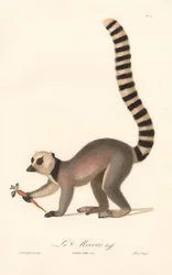 Lémure-de-cauda-anelada (Lemur catta)