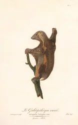 Lémure-voador-pintado (Galeopithecus variegatus)