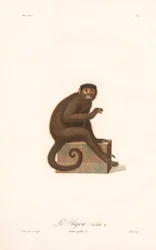 Variante do macaco-prego (Simia apella v.n.)