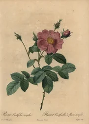 Rosa rosa, Rosa centifolia simplex.