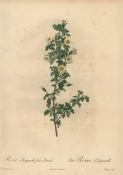 Rosa pimpinellifolia Pumila.