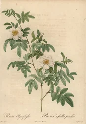 Rosa branca, Rosa clynophylla.