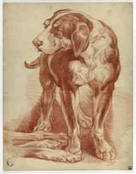 Cão de caça em pé