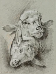 Estudo de duas ovelhas, 1768 (giz e lavagem em papel)