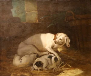 Cão a amamentar os seus cachorros.