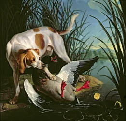 Cão com um pato selvagem