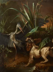 Spaniel de água em confronto com uma garça