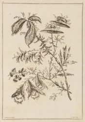 Ramo de Flor