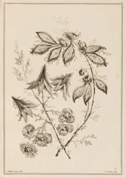 Ramo de Flor