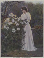 Les Chrysanthemes (crisântemos)