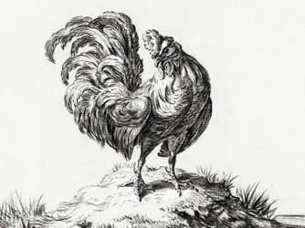Frango, em pé numa colina