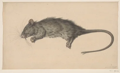 Rato morto
