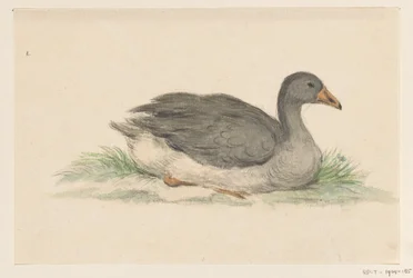 Pato, para a direita