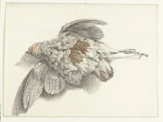 Aves, penduradas na parede
