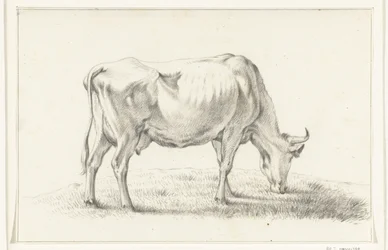 Vaca de pasto, à direita