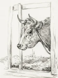 Cabeça de vaca (1820)