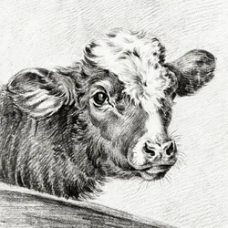 Cabeça de vaca