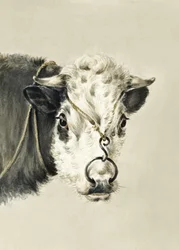 Cabeça de vaca com um anel no nariz (1820)