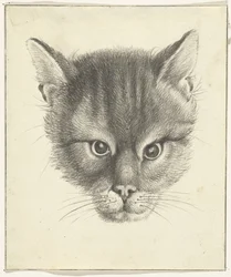 Cabeça de gato, de frente